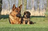 BERGER ALLEMAND 844